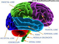 Exercise and the brain